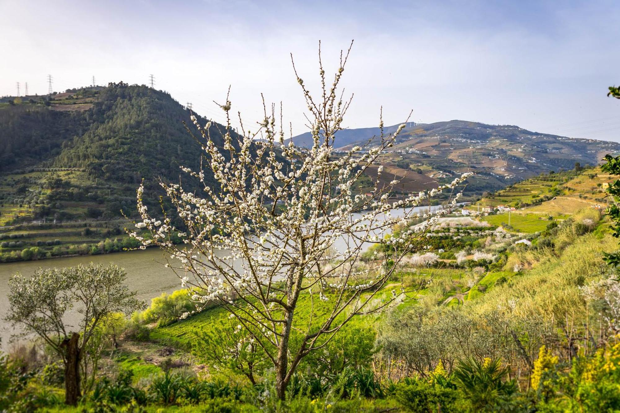Fraga Douro House, Douro Valley Resende Zewnętrze zdjęcie